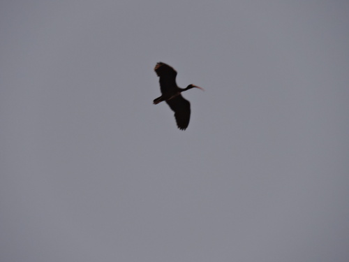 Bare-faced Ibis