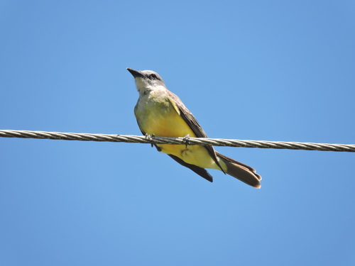 Tropical Kingbird