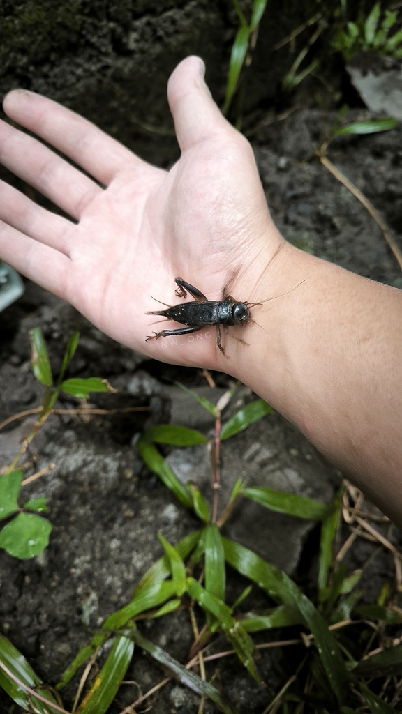 Tarbinskiellus portentosus (Tarbinskiellus portentosus)