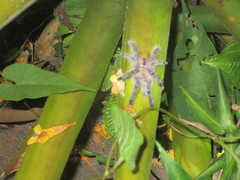 Pachistopelma rufonigrum
