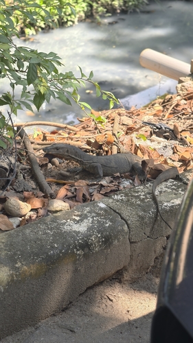 Varanus salvator