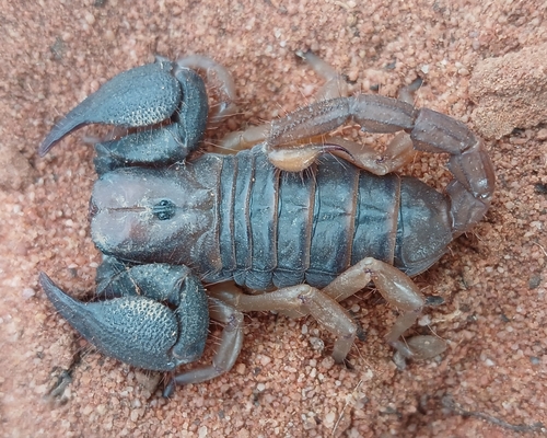 Opistophthalmus opinatus