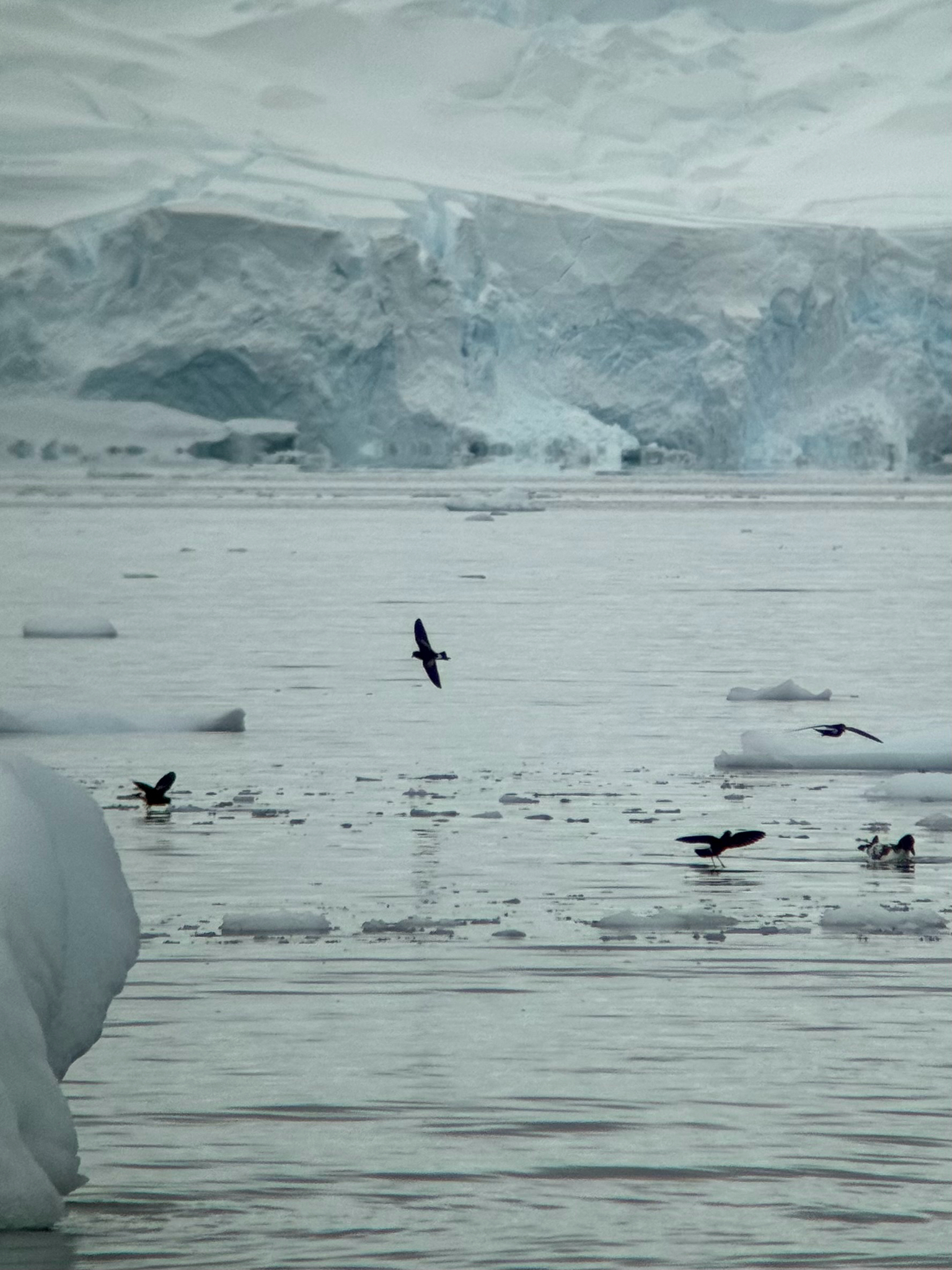 Wilson's Storm Petrel (Oceanites oceanicus), photo 2
