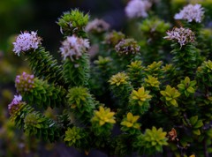 Agathosma ciliaris