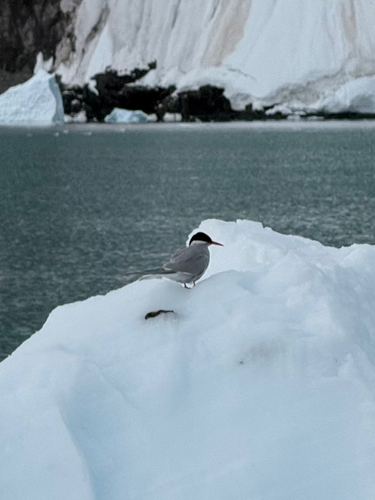 Antarctic Tern (Sterna vittata)