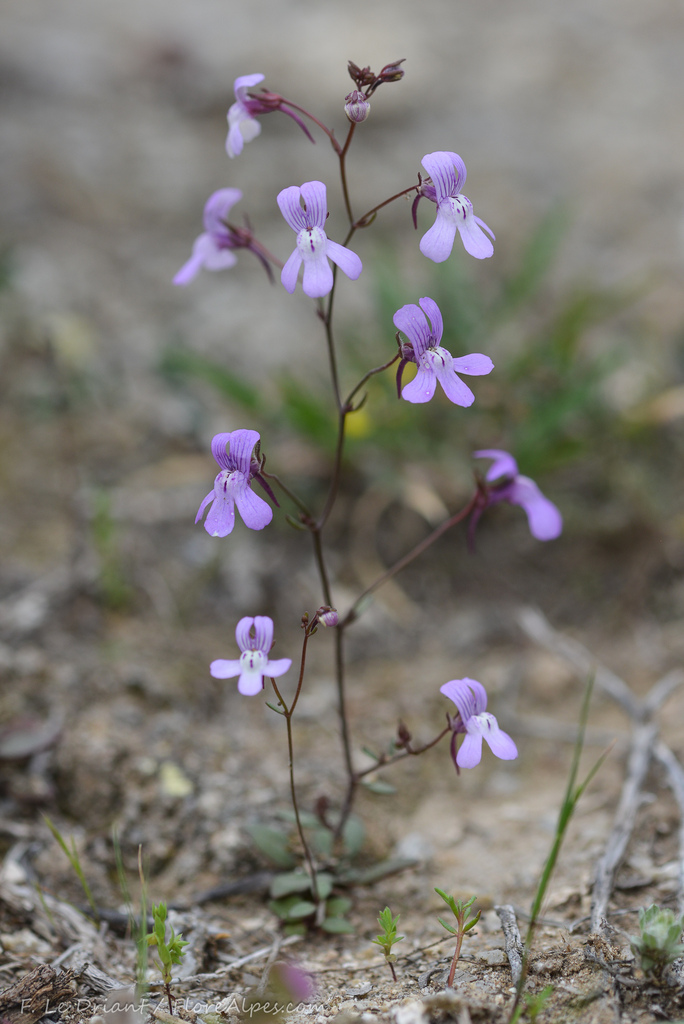 Chaenorhinum grandiflorum