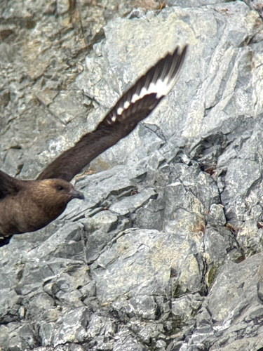 South Polar Skua (Stercorarius maccormicki), photo 10