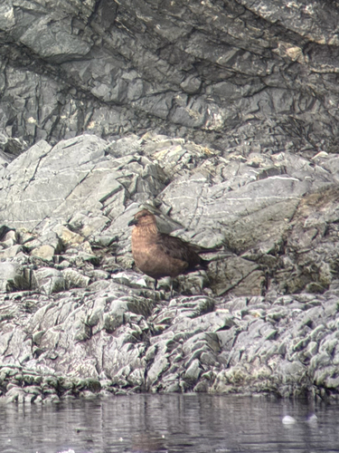 South Polar Skua (Stercorarius maccormicki), photo 7