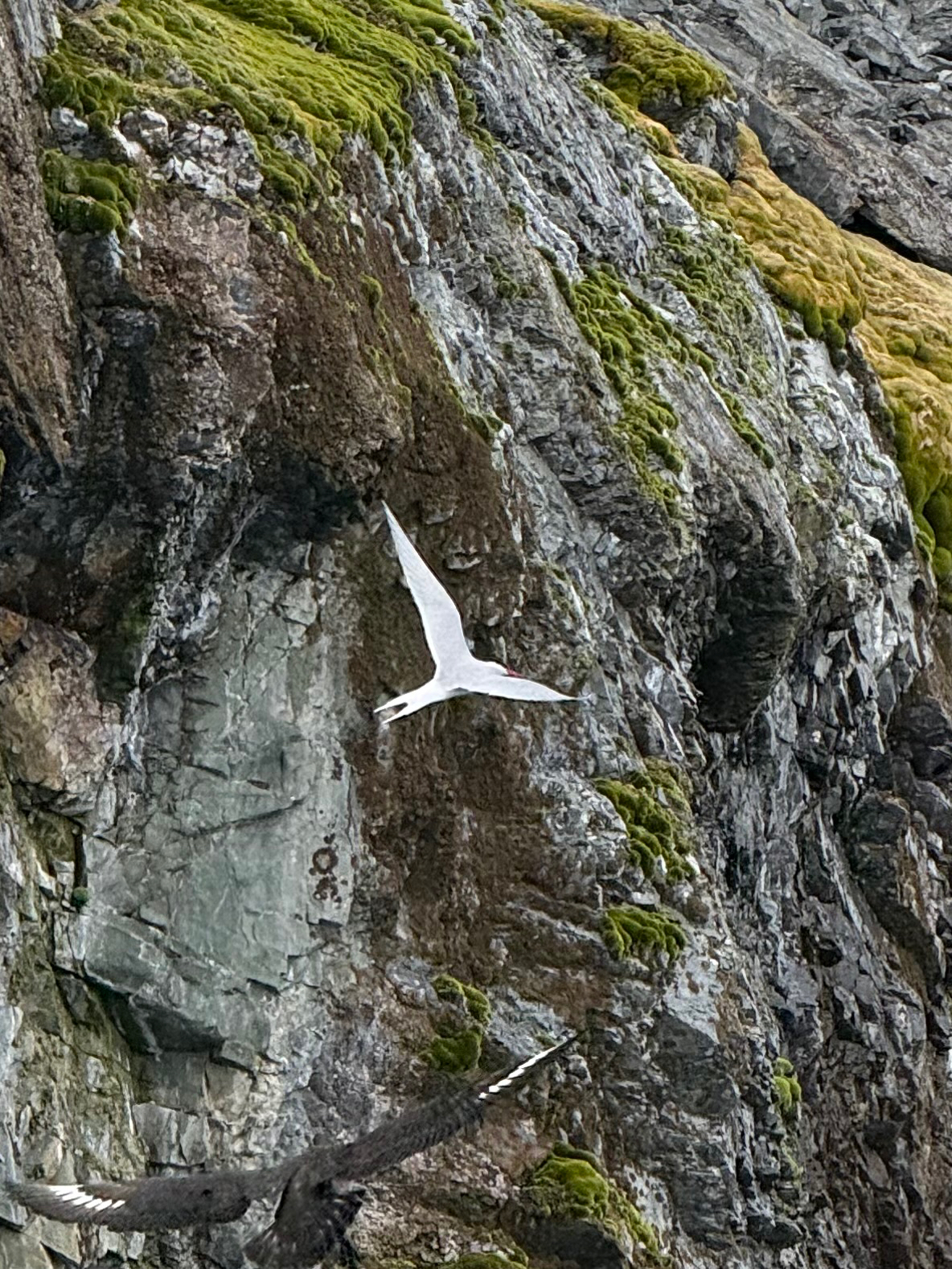 Antarctic Tern (Sterna vittata), photo 2