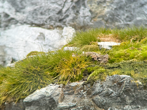 Antarctic Hairgrass (Deschampsia antarctica)