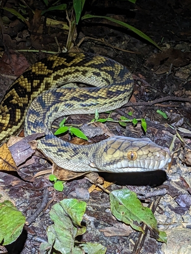 Australian Scrub Python