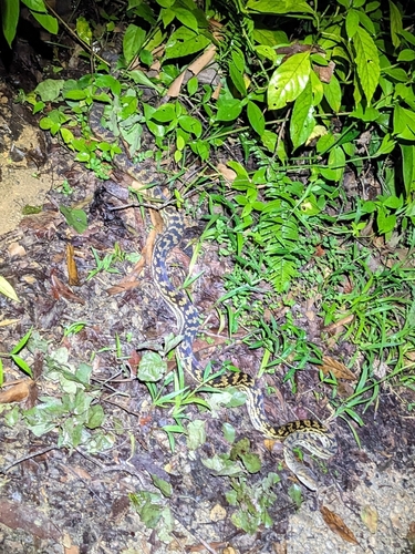 Australian Scrub Python