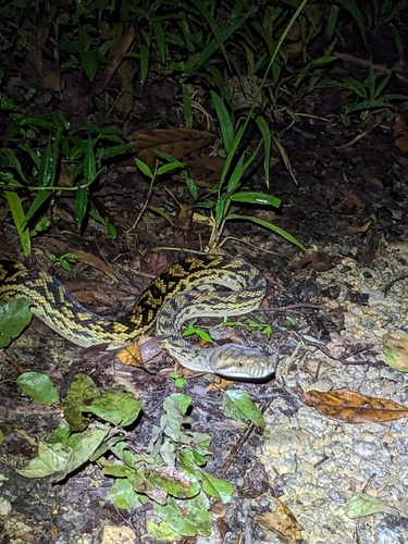 Australian Scrub Python