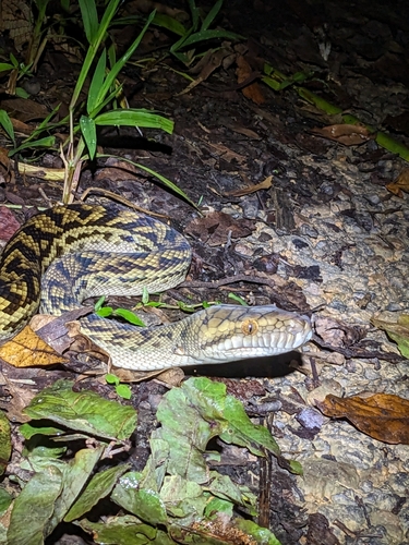 Australian Scrub Python