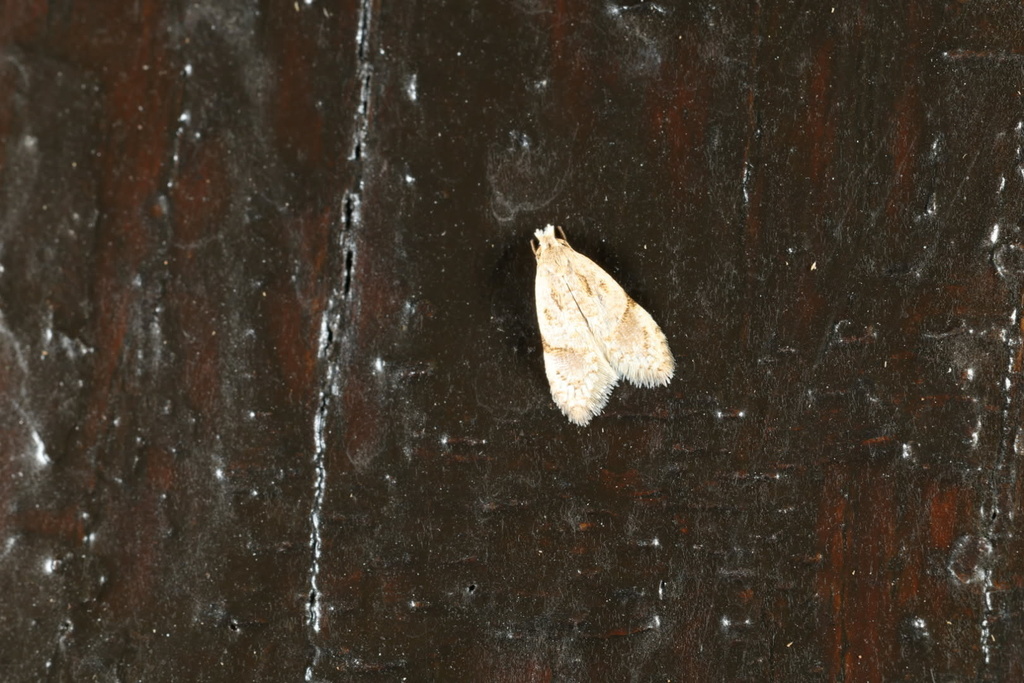 Diactenis youngi