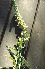 Digitalis lanata