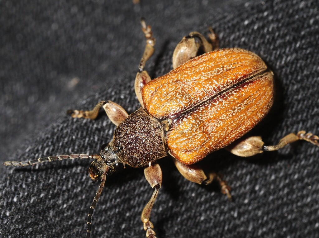 Carpophagus banksiae