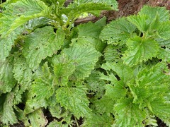 Urtica australis