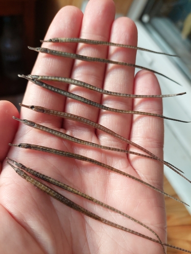 Deniziğnesi balığı