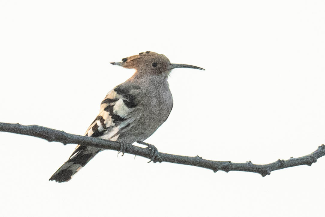 Upupa epops Linnaeus, 1758