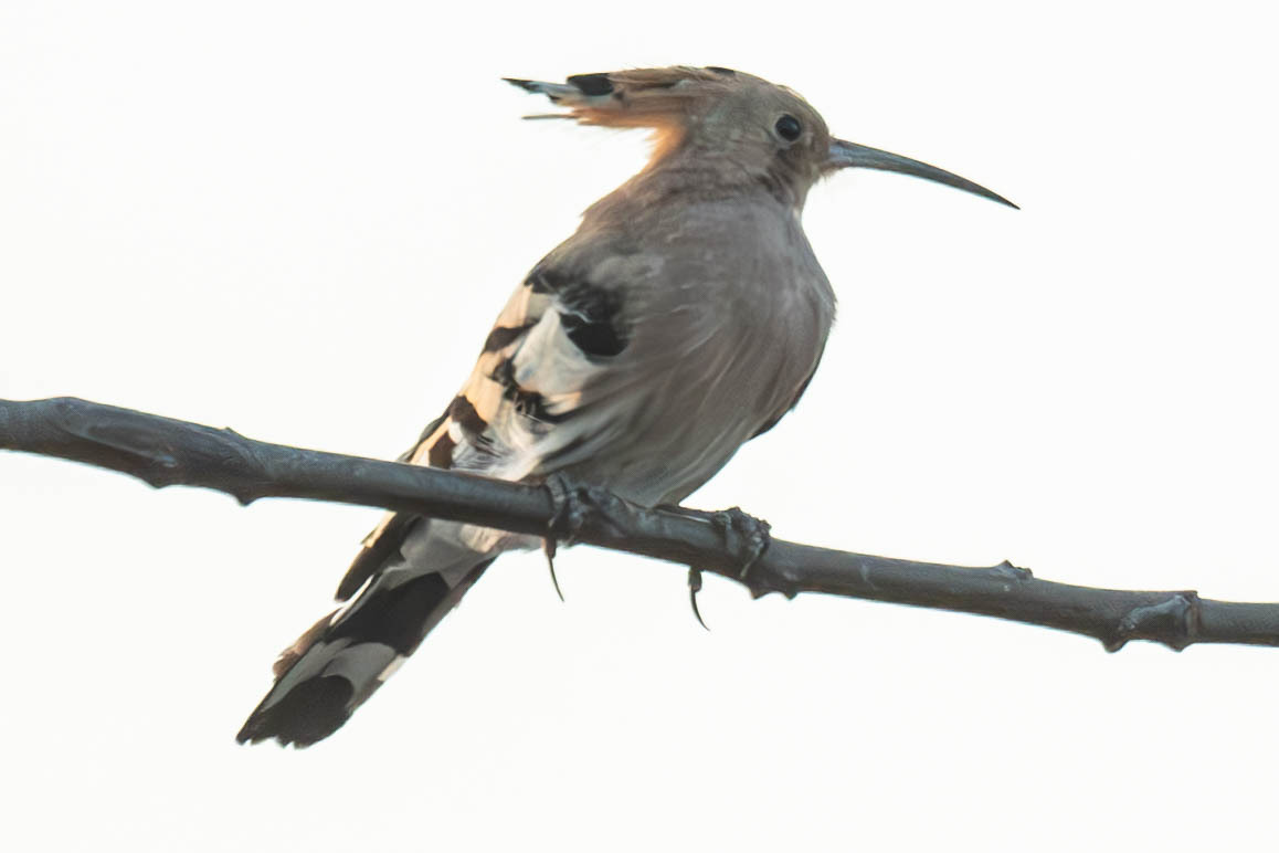 Upupa epops Linnaeus, 1758