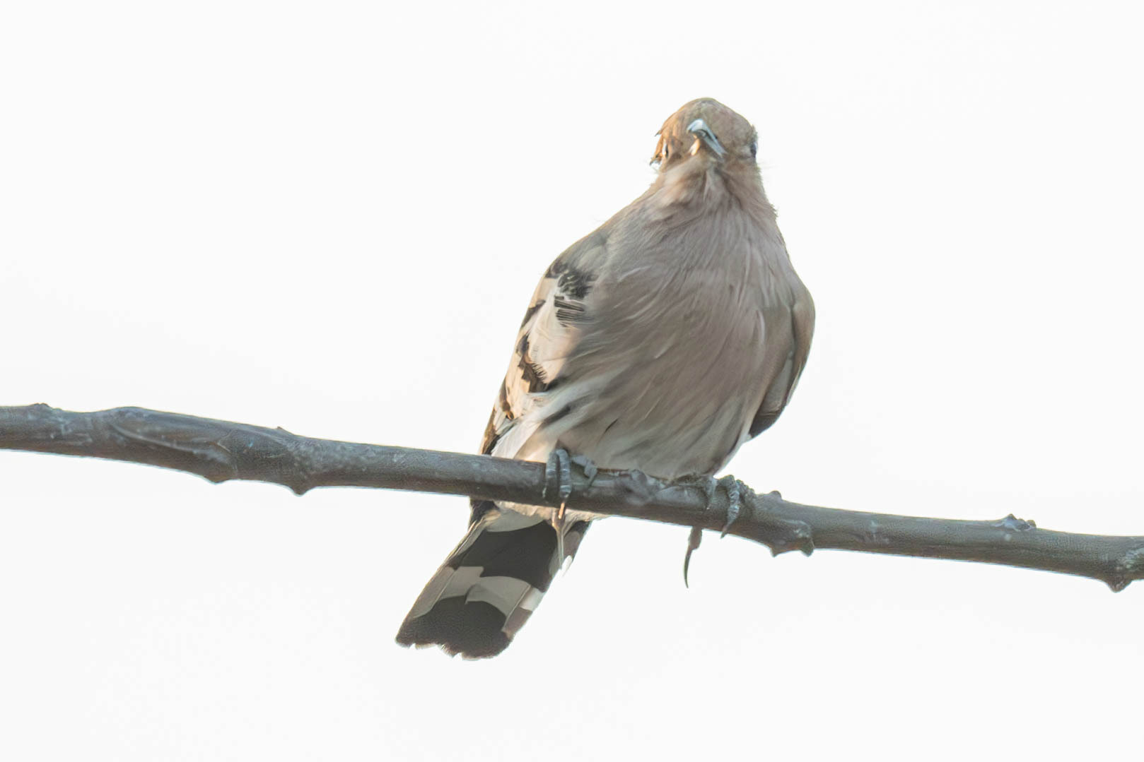 Upupa epops Linnaeus, 1758