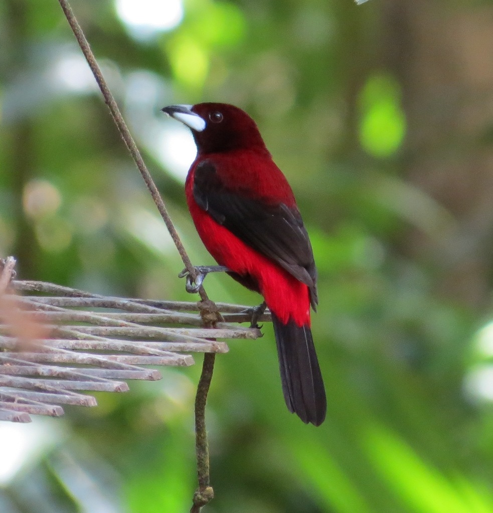 Tangara Dorsirroja, Ramphocelus dimidiatus
