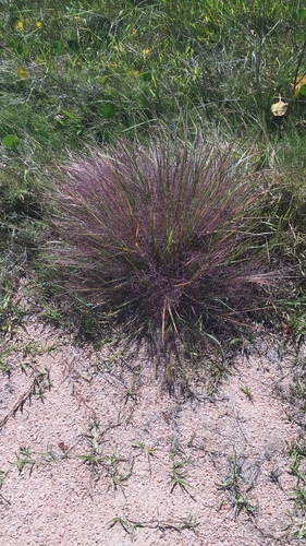Eragrostis purpurascens