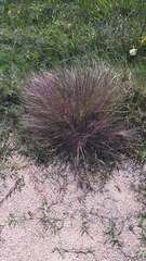 Eragrostis purpurascens
