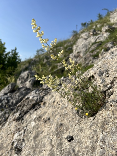 Shiny bedstraw (Galium lucidum)