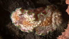 Glossodoris acosti