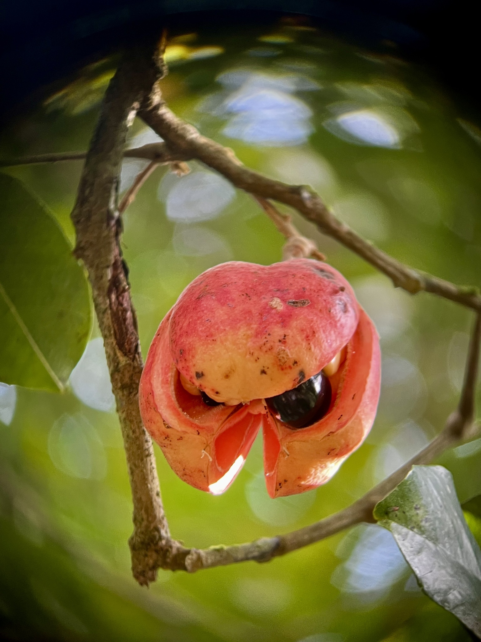 Imagem de ackee