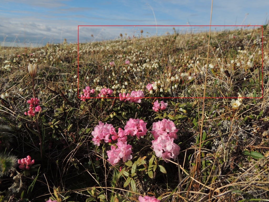 Arctic bell-heather from Булунский у., Респ. Саха (Якутия), Россия on ...