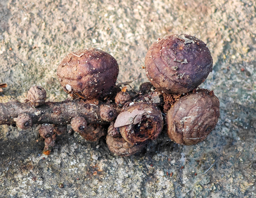 Lithocarpus fenzelianus