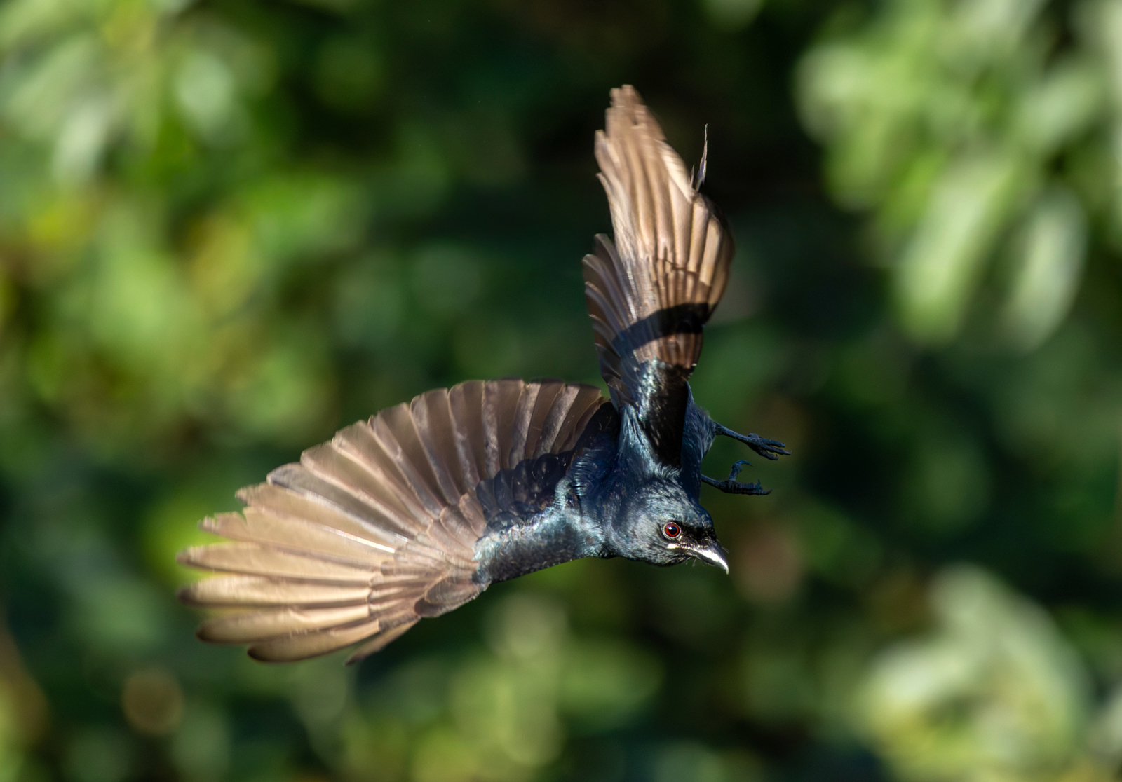 Black Drongo (Dicrurus macrocercus), photo 3