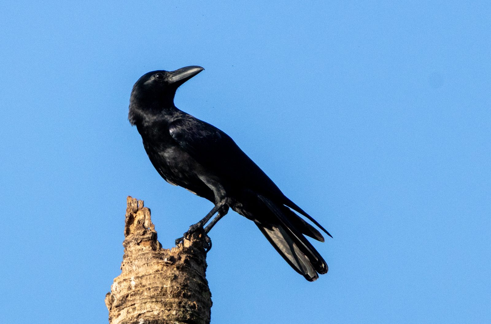 Large-billed Crow (Corvus macrorhynchos), photo 10
