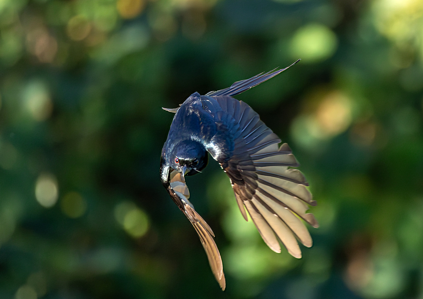 Black Drongo (Dicrurus macrocercus), photo 4