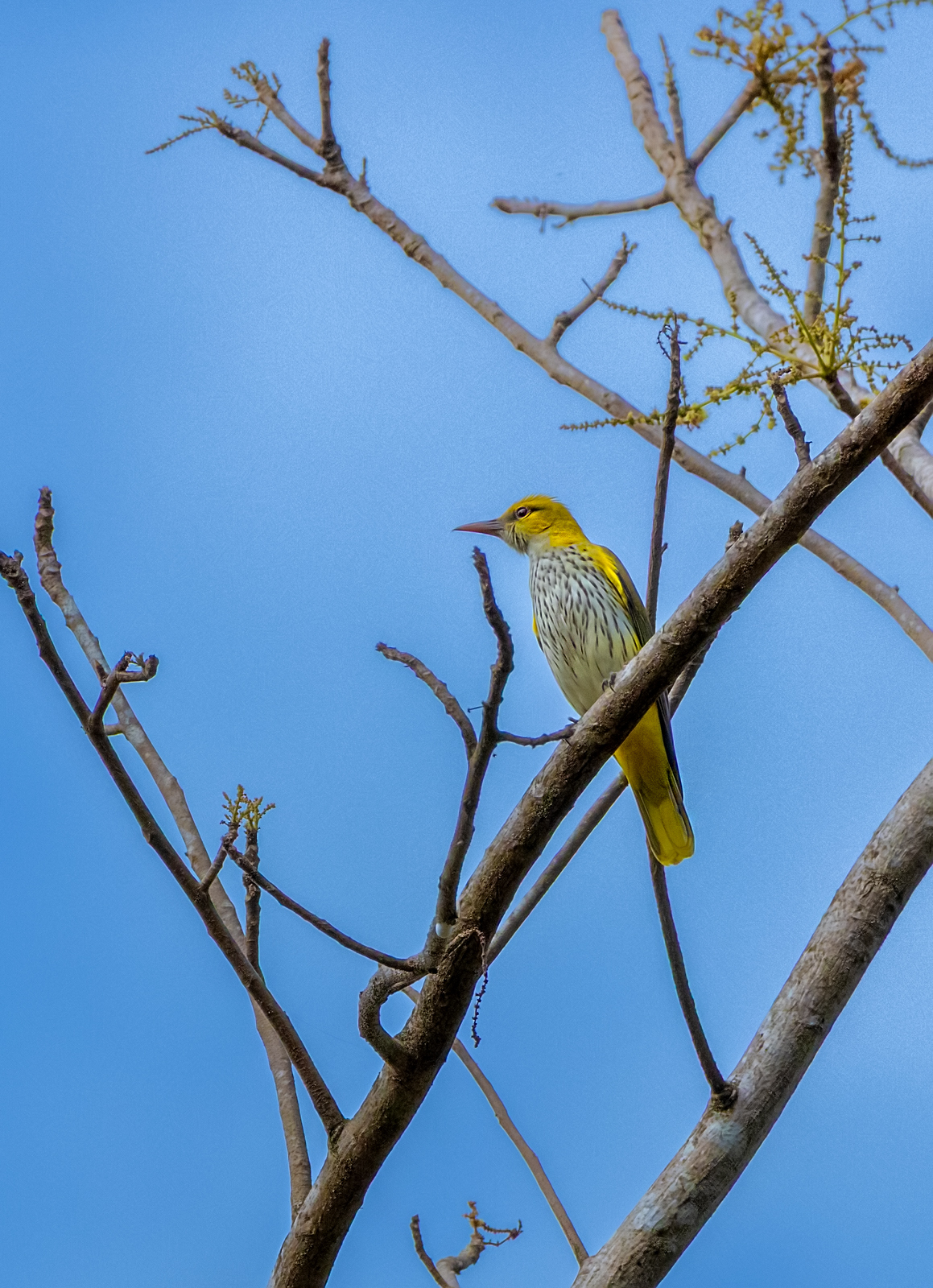 Indian Golden Oriole (Oriolus kundoo), photo 3