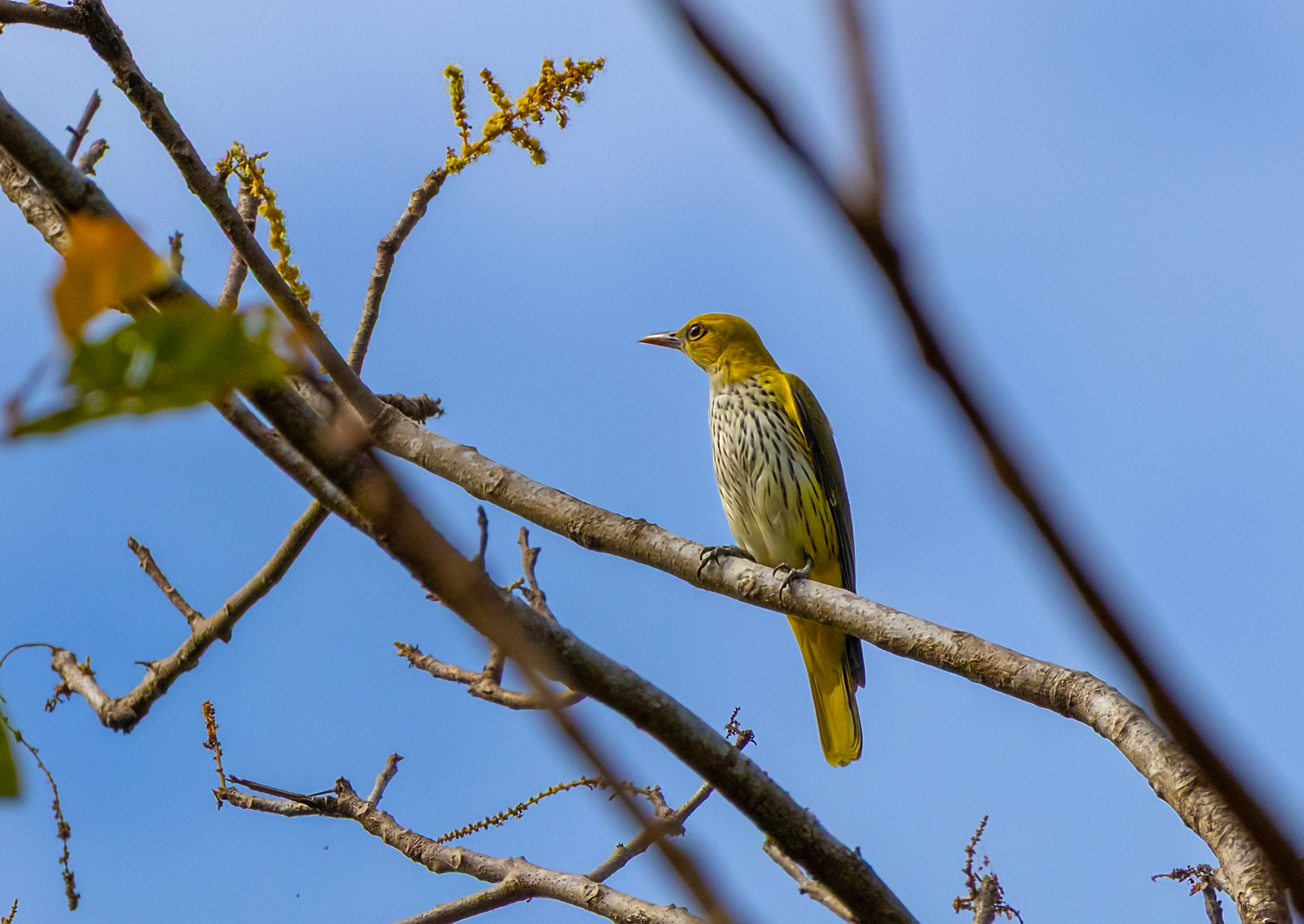 Indian Golden Oriole (Oriolus kundoo), photo 2