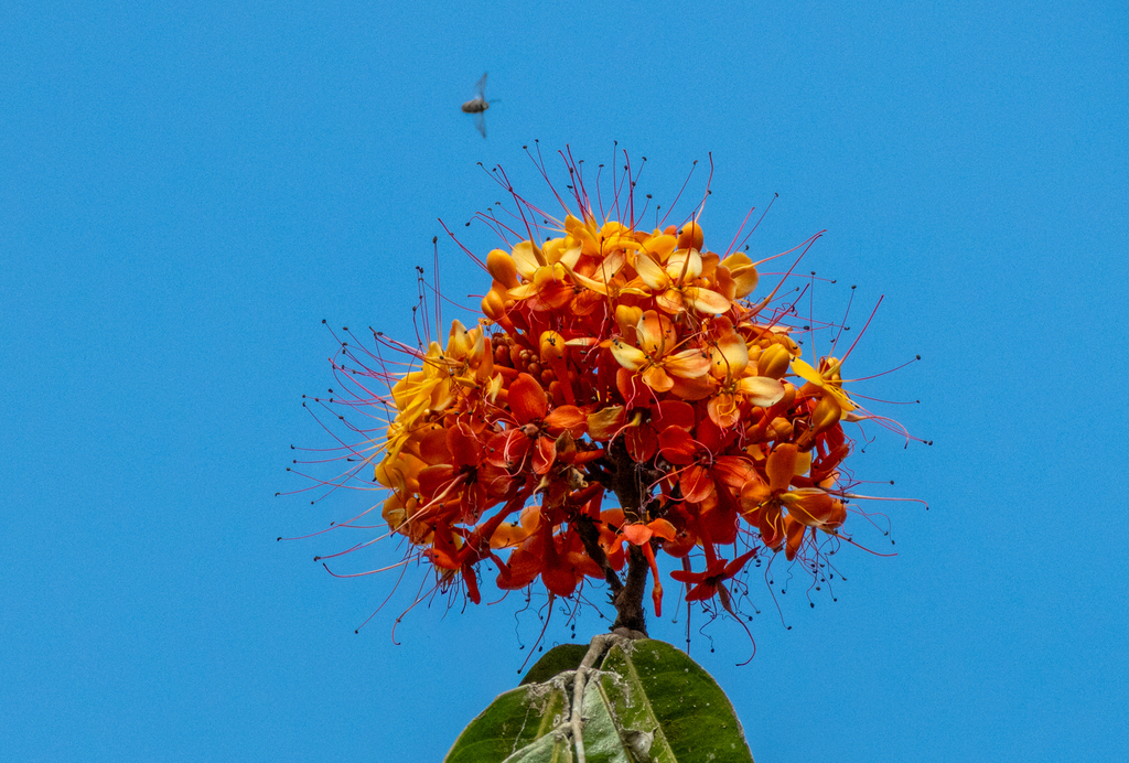 Hoa vô ưu – Saraca asoca
