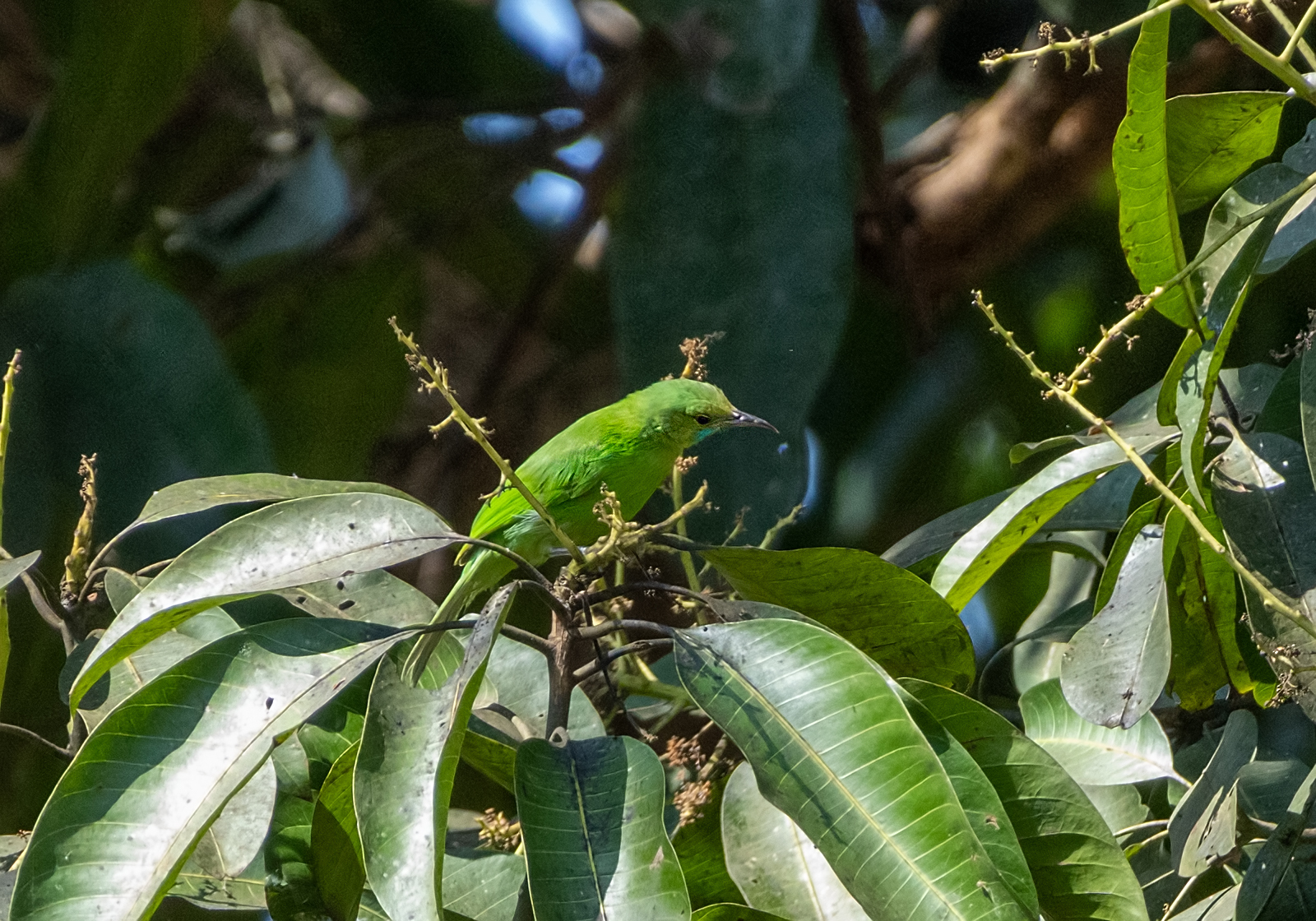 Jerdon's Leafbird (Chloropsis jerdoni), photo 2