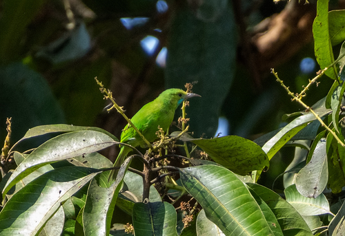 Jerdon's Leafbird (Chloropsis jerdoni)