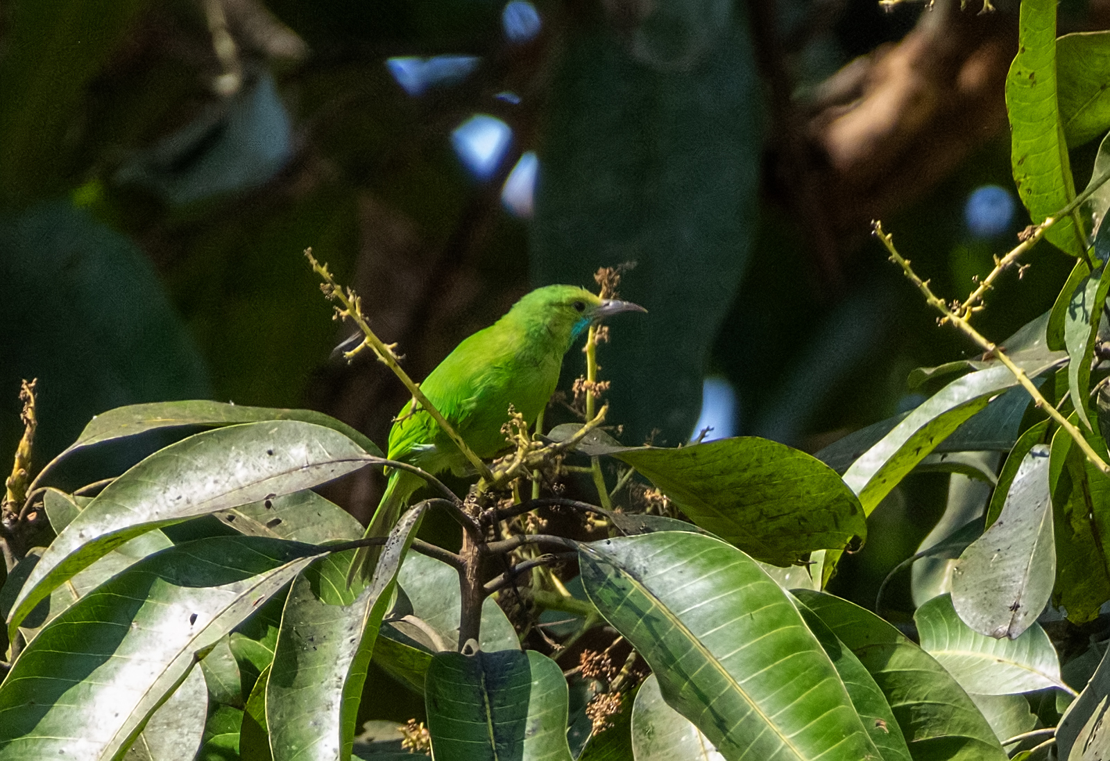 Jerdon's Leafbird (Chloropsis jerdoni), photo 1
