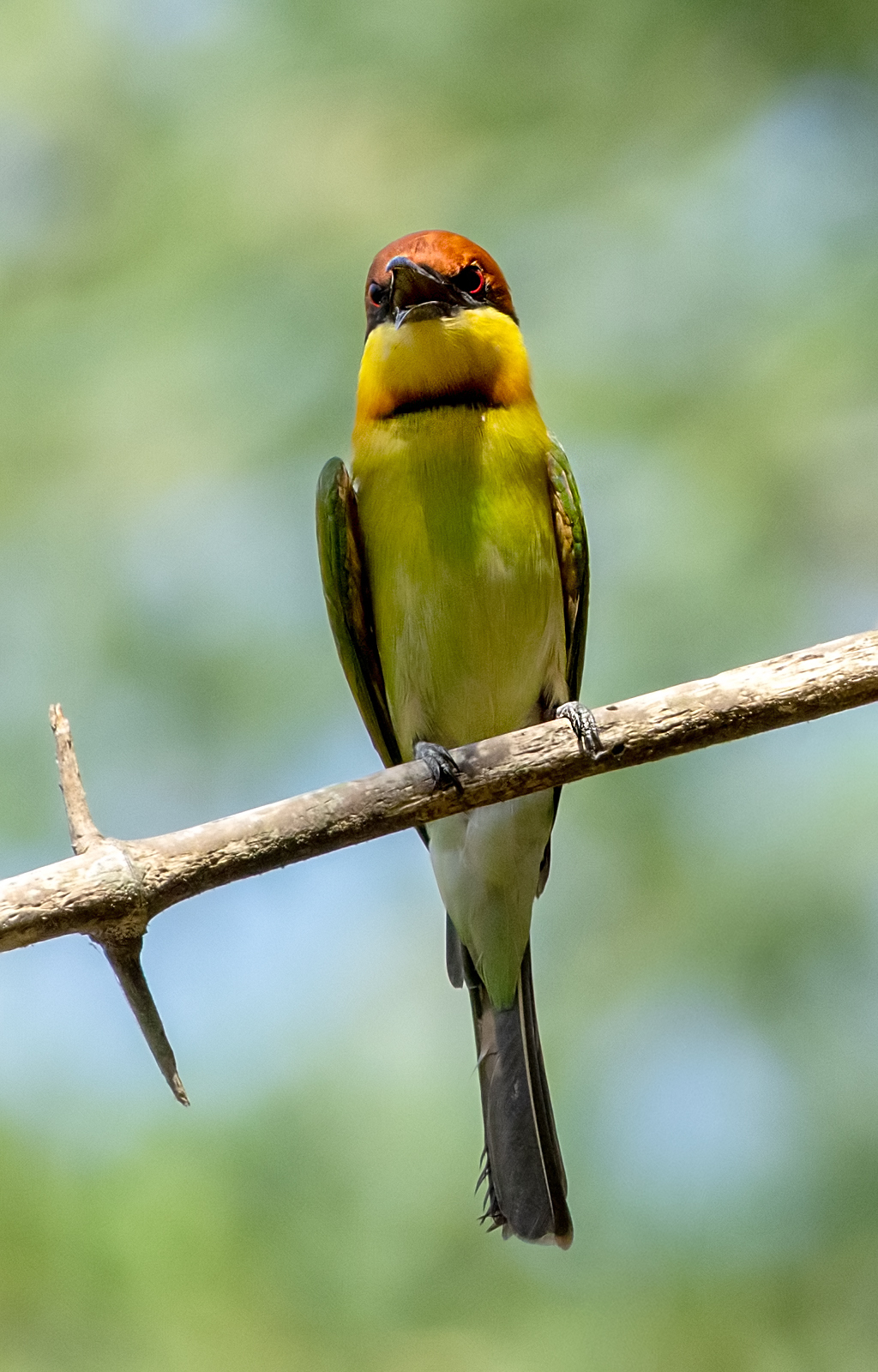 Chestnut-headed Bee-eater (Merops leschenaulti), photo 2