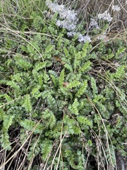 Horkelia parryi