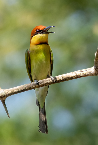 Chestnut-headed Bee-eater (Merops leschenaulti)
