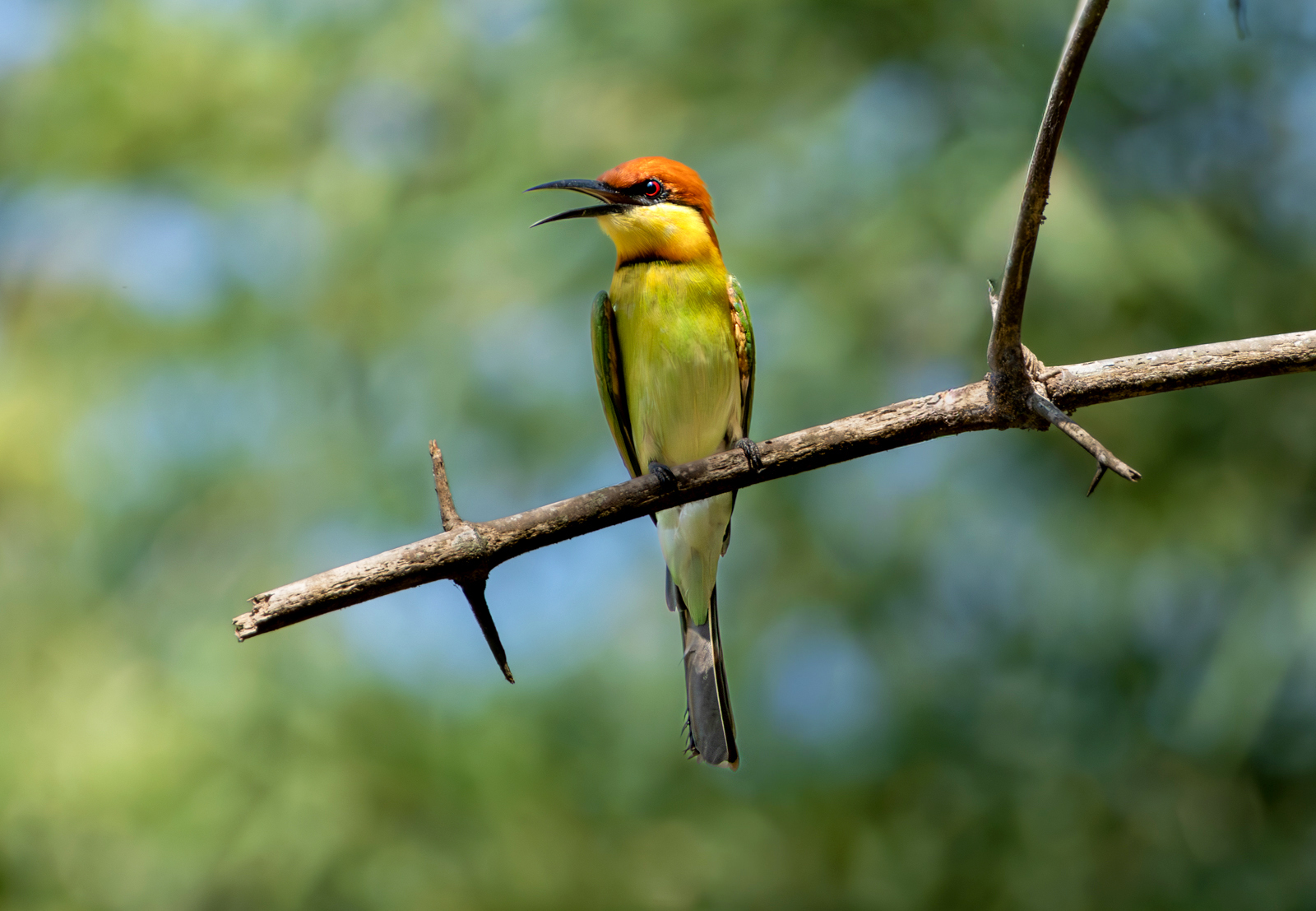 Chestnut-headed Bee-eater (Merops leschenaulti), photo 3