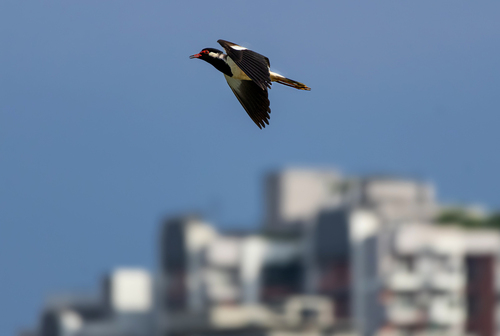 Red-wattled Lapwing (Vanellus indicus), photo 5