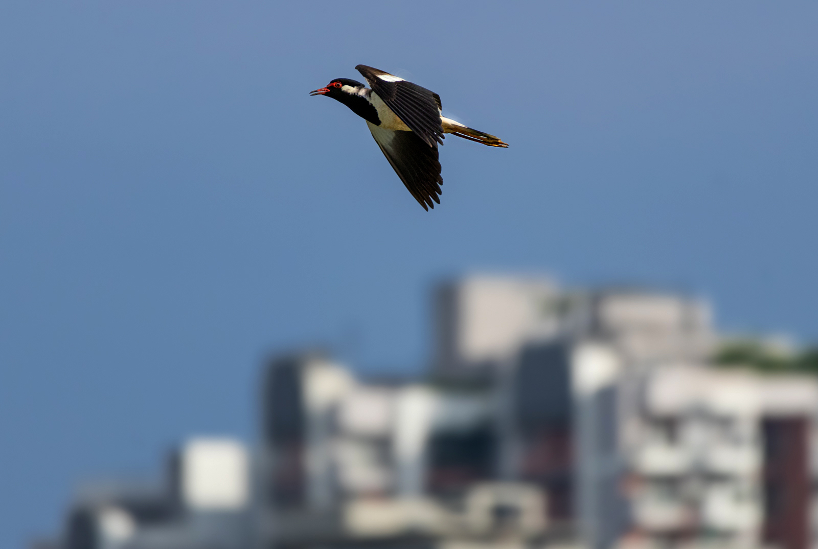 Red-wattled Lapwing (Vanellus indicus), photo 5