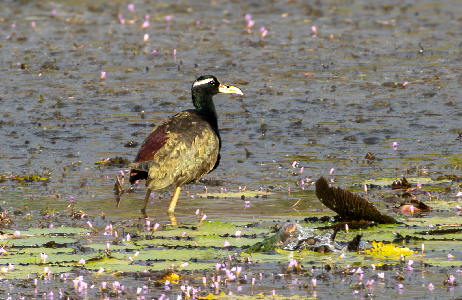 Bronze-winged Jacana (Metopidius indicus), photo 1